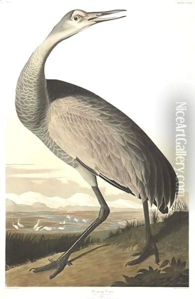 Hooping Crane (Plate Cclxl) Oil Painting - John James Audubon