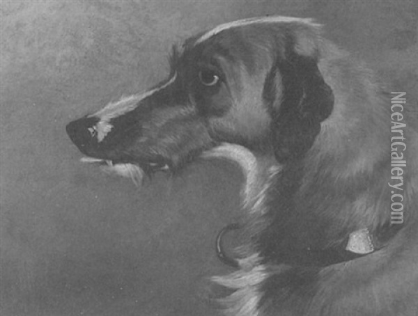 A Deerhound Oil Painting - Colin Graeme
