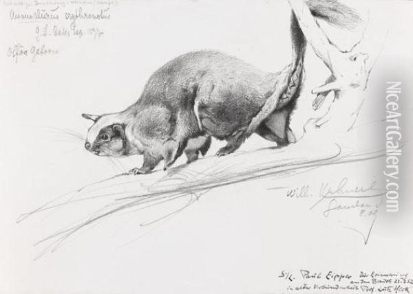 Anomalurus Erythronotus - Rotruckiges Dornschwanzhornchen (kongo) Oil Painting - Wilhelm Kuhnert