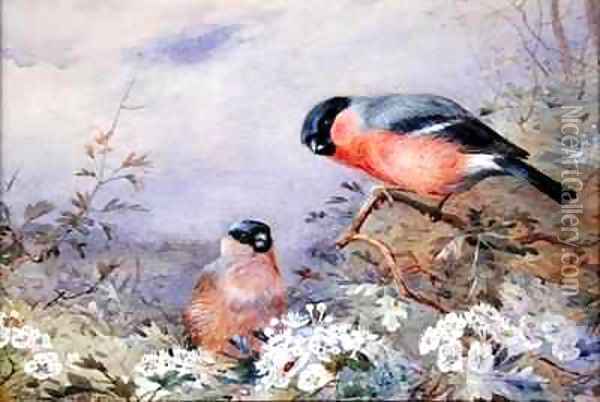A Pair of Bullfinches Amongst the Blossom Oil Painting - Otto Murray Dixon
