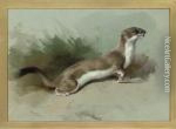 A Stoat On The Alert Oil Painting - Archibald Thorburn