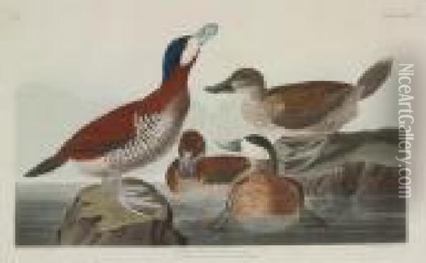 Ruddy Duck Oil Painting - John James Audubon