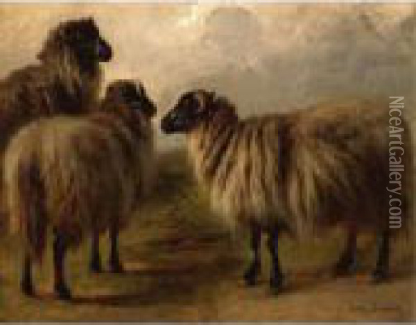 Three Wooly Sheep Oil Painting - Rosa Bonheur