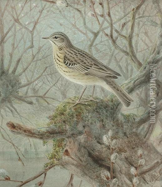 A Tree Pipit Oil Painting - Johan Gerard Keulemans