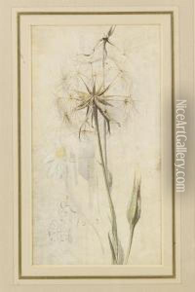 Wild Flowers, Meadow Brown On Hound's Tongue And Goat's Beard In Seed Oil Painting - Edwin John Alexander