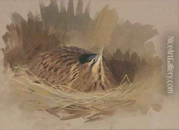 A nesting bittern Oil Painting - Archibald Thorburn