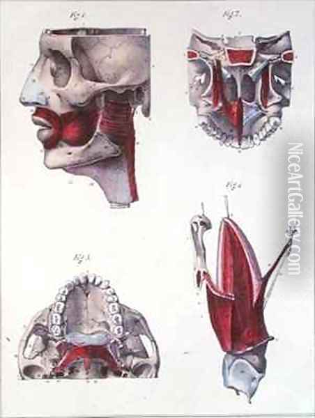 Anatomy of the throat and jaw from Manuel dAnatomie descriptive du Corps Humain Oil Painting - Feillet