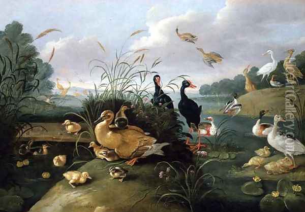 Decorative fowl and ducklings Oil Painting - Jan van Kessel