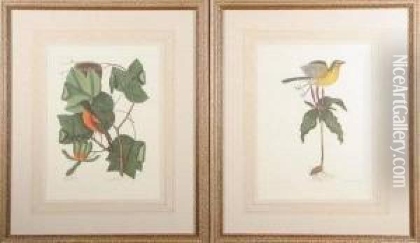 The Tulip Tree And The Baltimore
 Bird, Oenanthe Americana, Willow Oak And Largest White Bill'd 
Woodpecker, Live Oak And The Large Red Crested Woodpecker, Coco Plum And
 The White Crown Pigeon, And Two Others. Color Lithographs Oil Painting - Mark Catesby