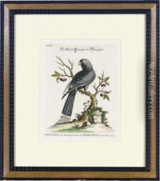 [collection Of Various Foreign And Little-known Birds]: Six Plates Oil Painting - George Edwards
