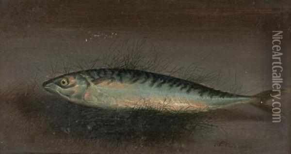 A Mackerel Oil Painting - S. Colman