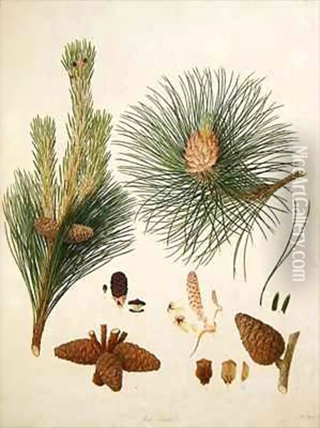 Pinus resinosa, c.1790, from a bound volume of watercolours composed for Alymer Bourke Lambert's, 'A Description of the genus Pinus' Oil Painting - Ferdinand Bauer