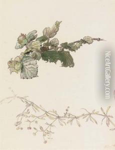 Bedstraw And Hazlenuts (illustrated) Oil Painting - Helen Beatrix Potter