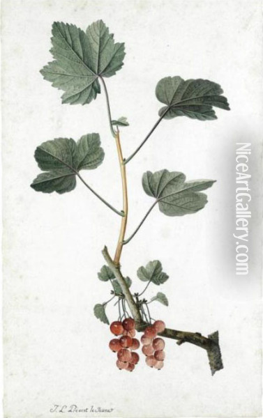 Study Of Redcurrants On A Branch Oil Painting - Jean Louis, Le Jeune Prevost
