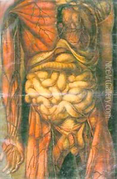 Torso of a man showing the intestines Oil Painting - Jacques - Fabien Gautier - Dagoty