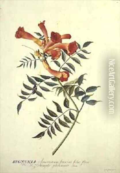 Bignonia americana watercolour Oil Painting - Georg Dionysius Ehret