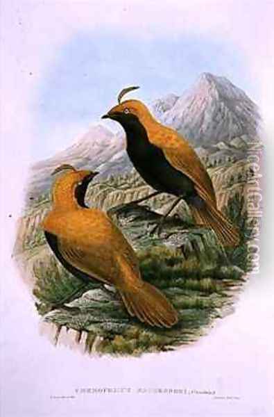 Cnemophilus Macgregorii Sickle Crested Bird of Paradise Oil Painting - William M. Hart