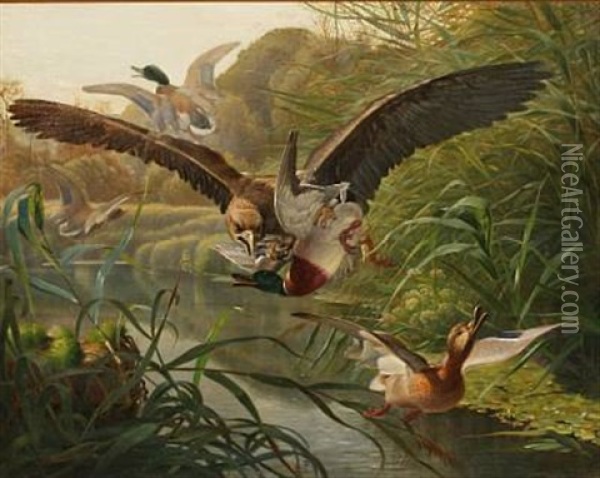 An Eagle Hunting Ducks Oil Painting - Niels Fristrupp