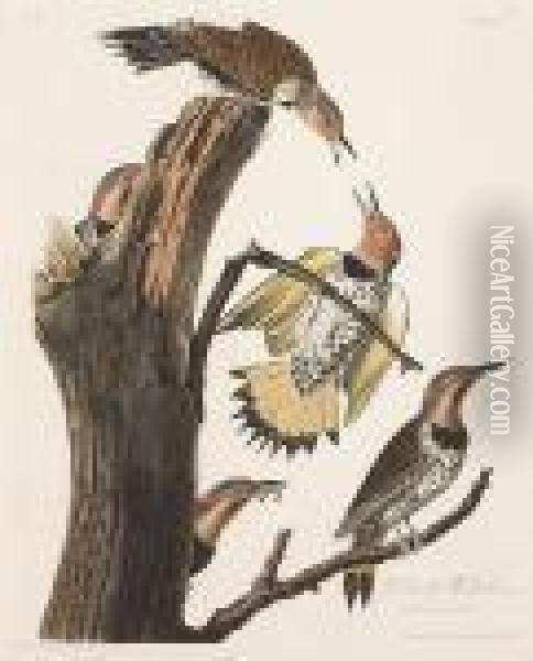Gold-winged Woodpecker, Male 1. F. 2. Picusauratus (pl. 37) Oil Painting - John James Audubon