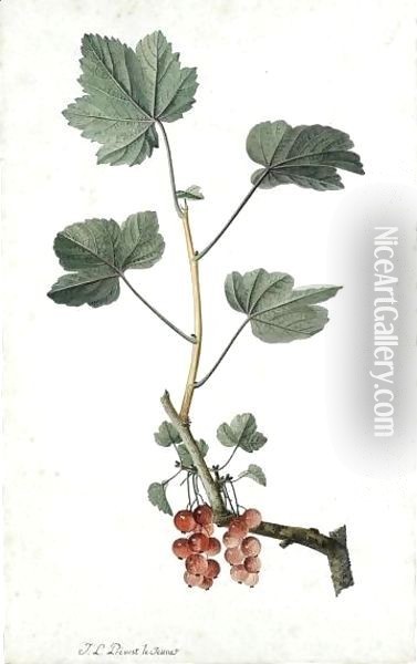 Study Of Redcurrants On A Branch Oil Painting - Jean-Louis Prevost