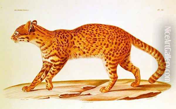Geoffreys Cat (felis Geoffroyi) illustration from Voyage dans lAmerique Meridionale' by Alcide dOrbigny, engraved by Annedouche, 1847 Oil Painting - Werner