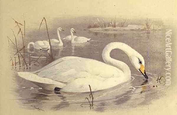 Swans on Water Oil Painting - Archibald Thorburn