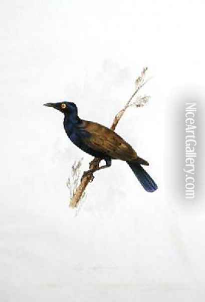 Lamprotornis Oil Painting - Edward Lear