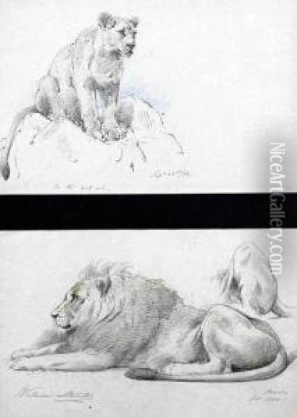 'on The Look Out', A Study Of A Lioness Oil Painting - William Strutt