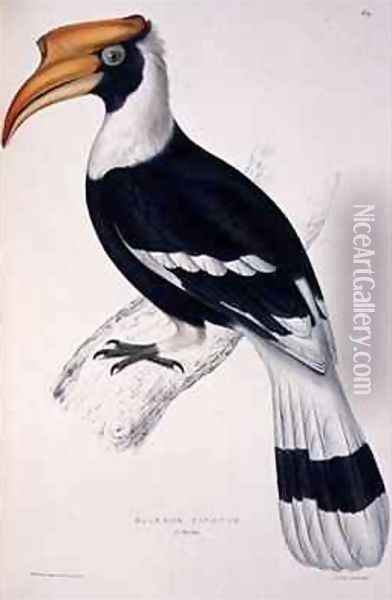Buceros Cavatus from A Century of Birds from the Himalaya Mountains Oil Painting - Elizabeth Gould