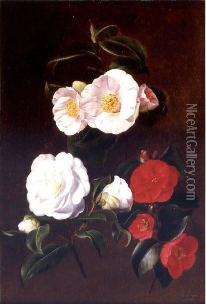 A Study Of Camellias Oil Painting - Antoine Chazal