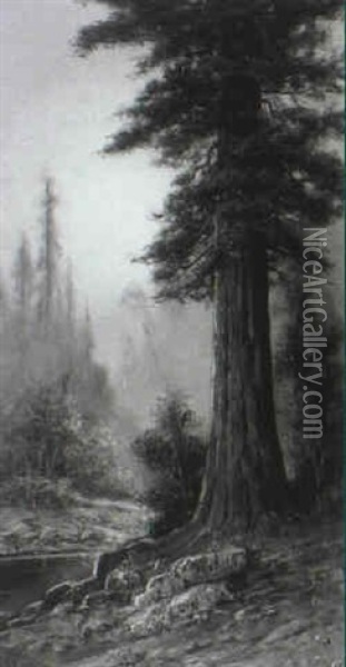 Big Basin Redwood Oil Painting - Astley David Middleton Cooper