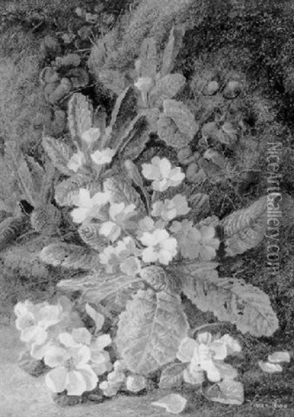 Primroses And Periwinkle Oil Painting - Vincent Clare