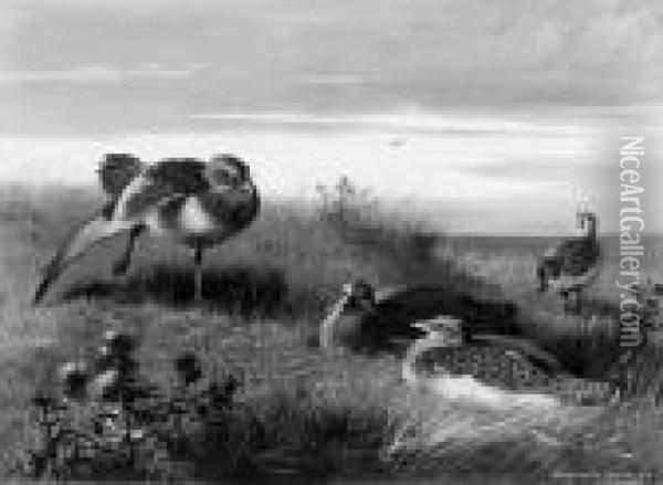 Great Bustards Oil Painting - Archibald Thorburn