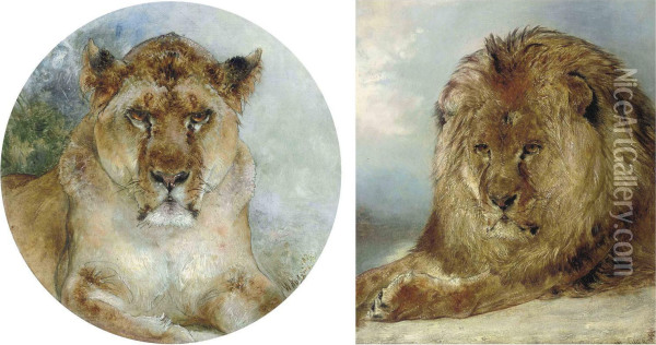 Resting Lion Oil Painting - William Huggins