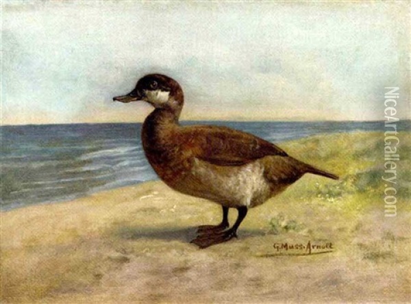 Ruddy Duck Oil Painting - Gustav Muss-Arnolt