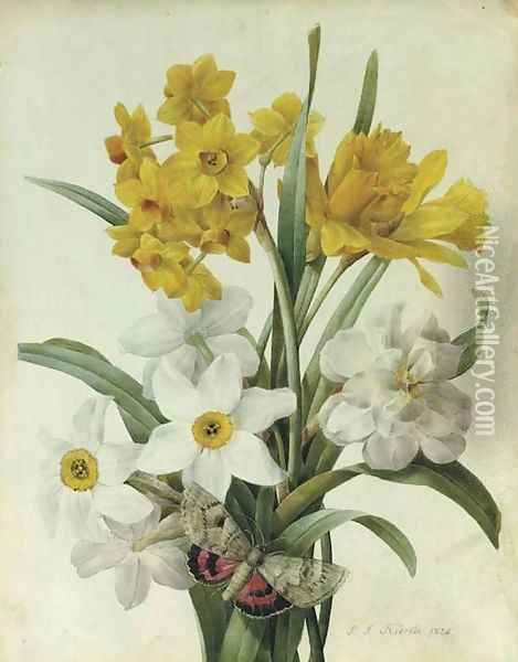 A bouquet of daffodils and narcissi with a red underwing moth Oil Painting - Pierre-Joseph Redoute