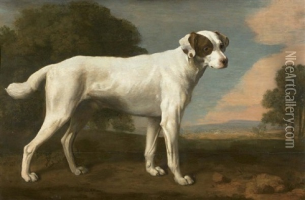 Portrait Du Chien Blanc Du Vicomte Gormanston Oil Painting - George Stubbs