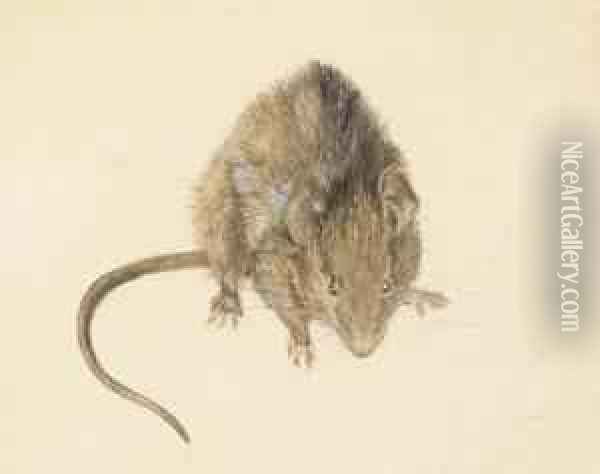 A Study Of A House Mouse Oil Painting - Helen Beatrix Potter