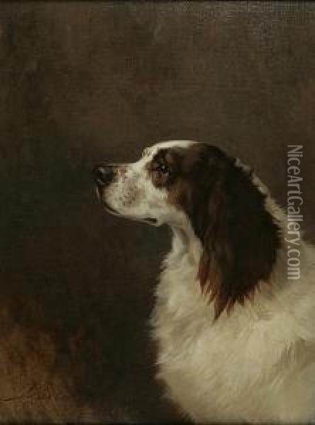 Springer Spaniel Portrait Oil Painting - Maud Earl