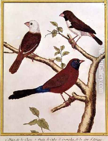 White-headed Munia Double Coloured Seed Eater and Violet Eared Waxbill Oil Painting - Francois Nicolas Martinet