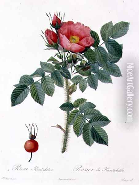 Rosa Kamtschatica, engraved by Chapuy, published by Remond Oil Painting - Pierre-Joseph Redoute