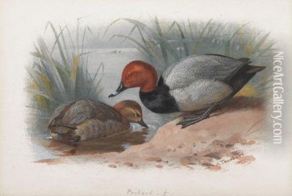 A Pair Of Pochard Oil Painting - Archibald Thorburn