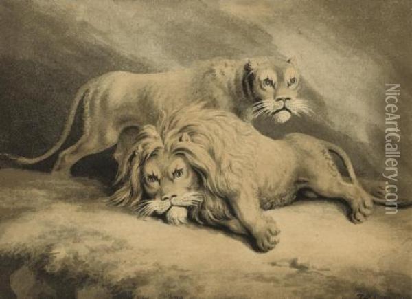 Studies Of Lions Oil Painting - Samuel Howitt