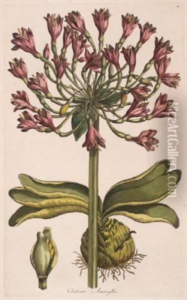 Delicate Amaryllis; Amethystine Callicarpa; Poinciana Oil Painting - John Hill