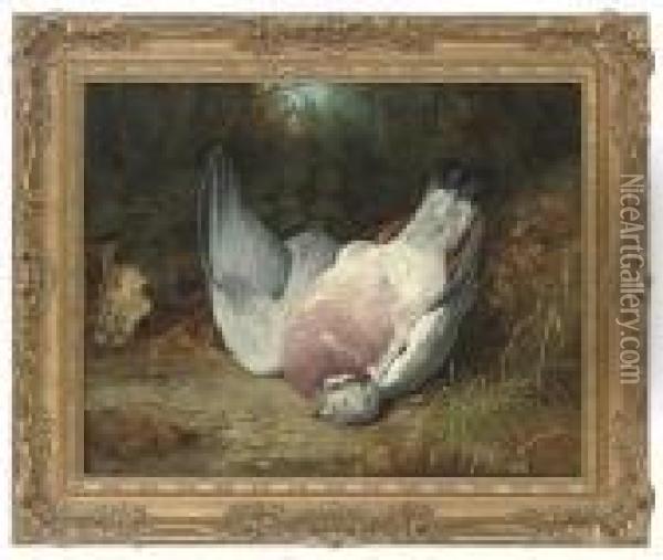 Wood Pigeon In A Clearing Oil Painting - Benjamin, Ben Hold