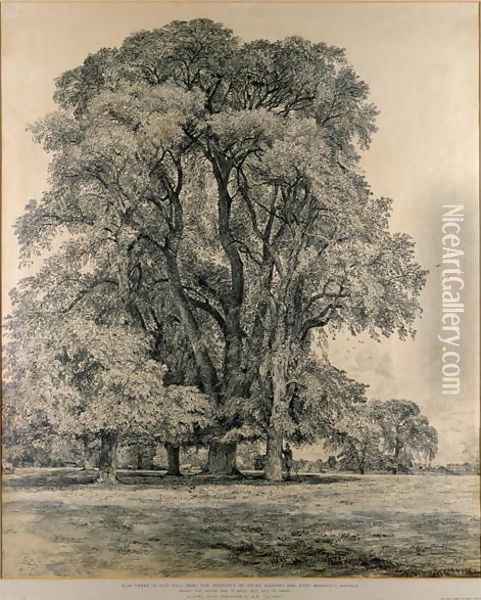 Elm trees in Old Hall Park, East Bergholt, 1817 Oil Painting - John Constable