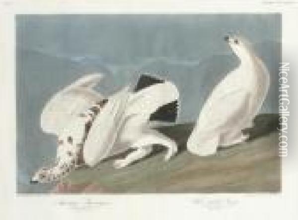 American Ptarmigan And White-tailed Grouse (plate Ccccxviii) Oil Painting - Robert I Havell