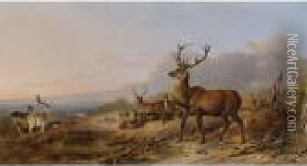 King Of The Herd Oil Painting - Richard Ansdell