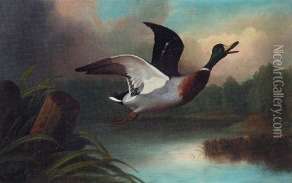 A Mallard In Flight Oil Painting - John Bucknell Russell