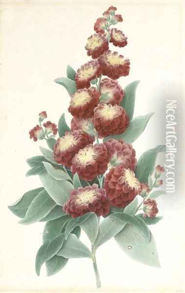 Study of the phlox flower Oil Painting - English School
